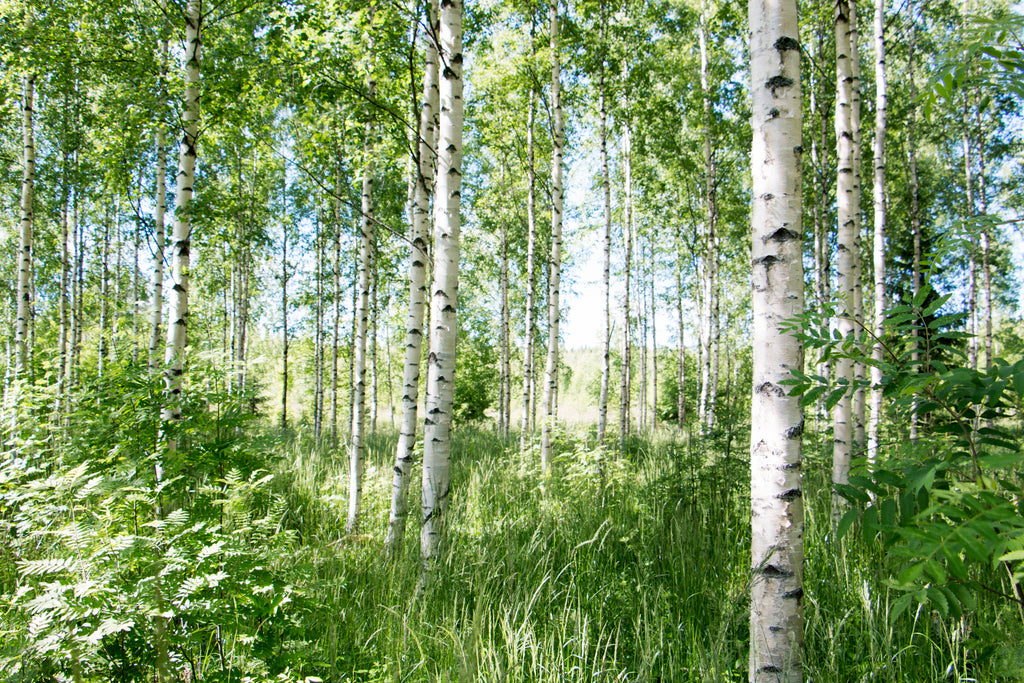 Birch trees